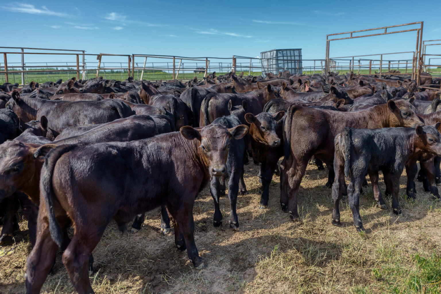 Top Dollar Angus The easiest way to add value to your calves.